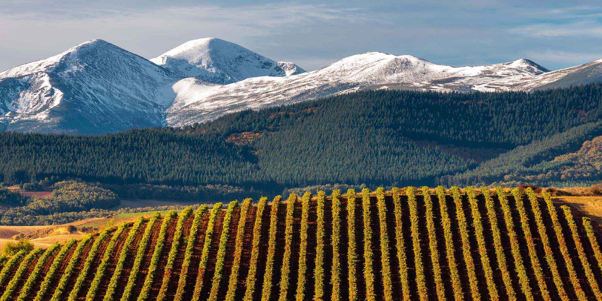 Viñedos de La Rioja con la sierra nevada al fondo